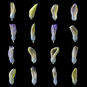 hyacinthknoppen (hyacinthus orientalis) 3-2013